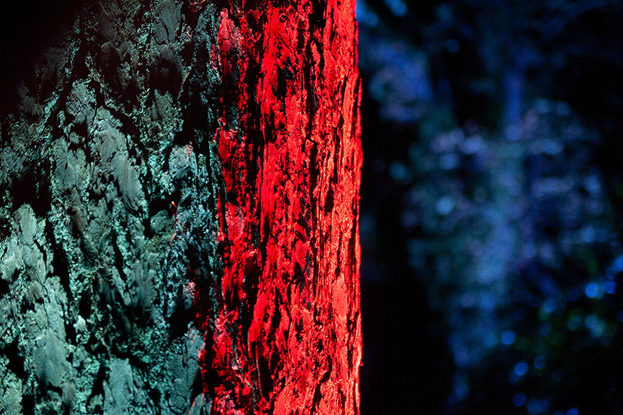 Adelsheim_leuchtet_2022_Baum